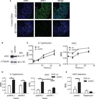 Apurinic/Apyrimidinic Endonuclease 1 Restricts the Internalization of Bacteria Into Human Intestinal Epithelial Cells Through the Inhibition of Rac1